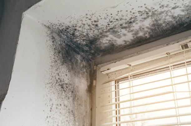 Affordable Black Mold Remediation solutions in Perryville, MD