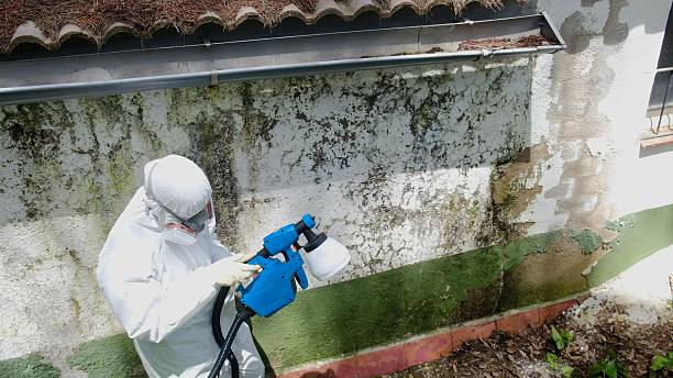 Top rated local Black Mold Remediation specialists in Perryville, MD
